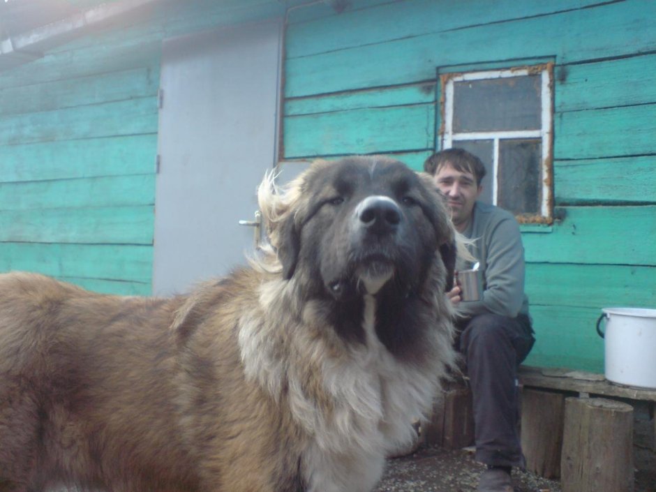 Сенбернар и колли