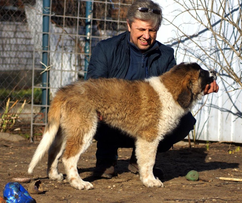 Московский сторожевой волкодав