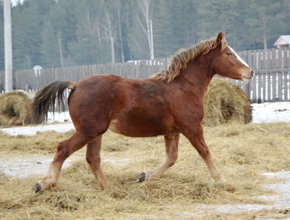 Куединский тяжеловоз