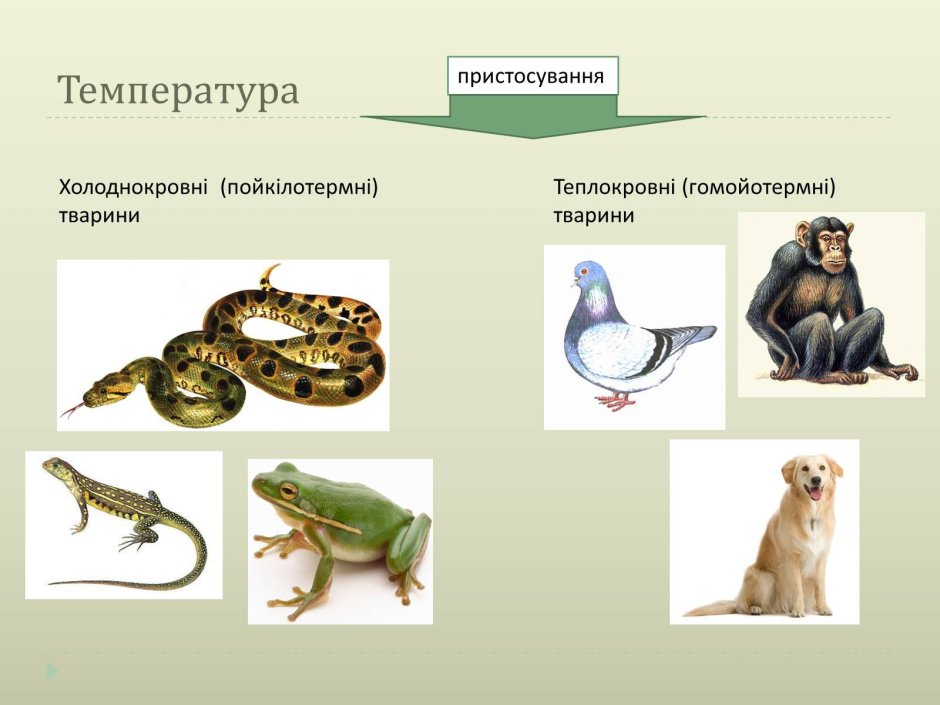 Холоднокровные позвоночные