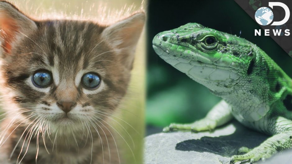 Warm - blooded and Cold - blooded