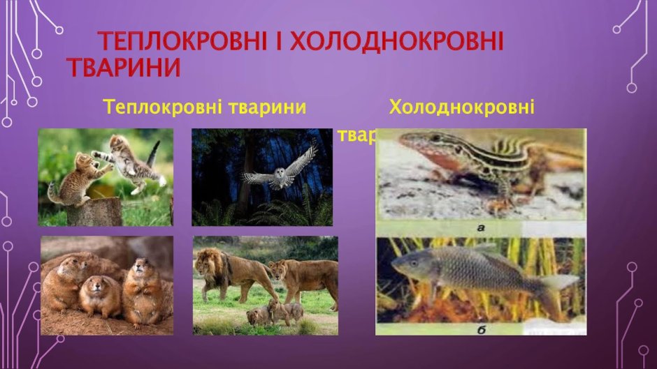 Теплокровні тварини