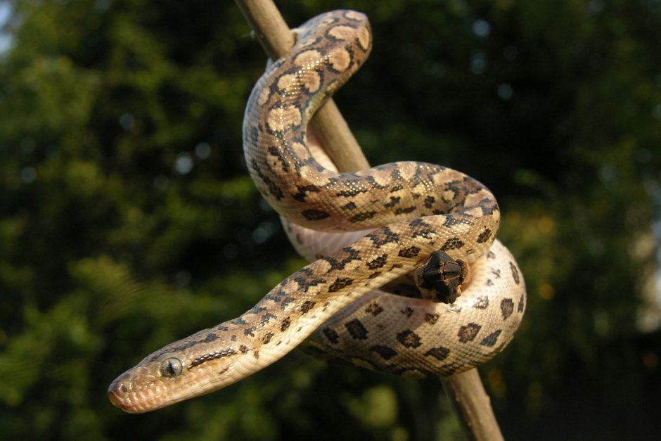 Epicrates cenchria alvarezi