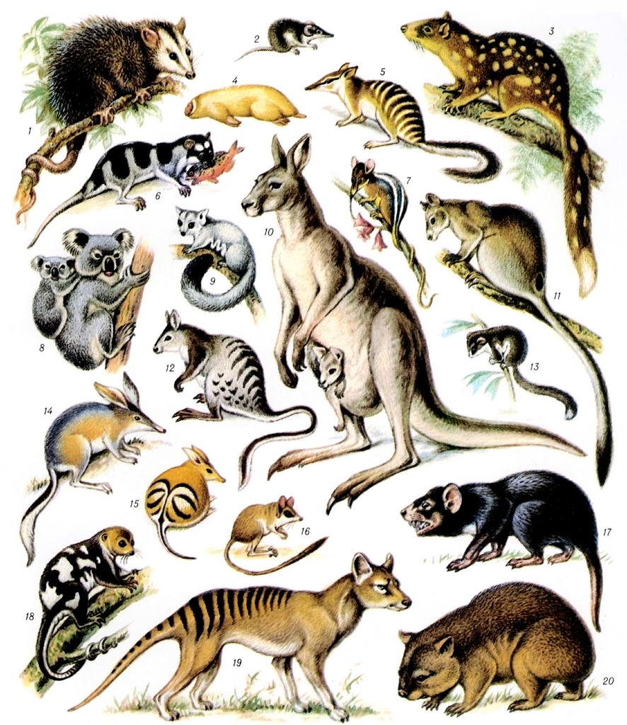 Сумчатые млекопитающие