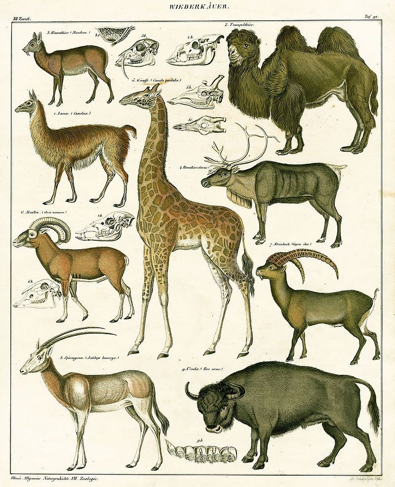 Отряд парнокопытные жвачные