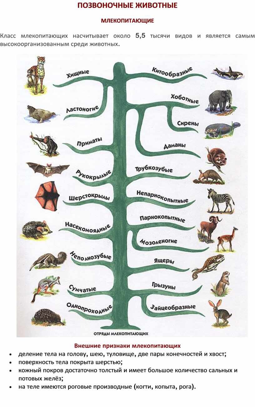 Систематика животных млекопитающие