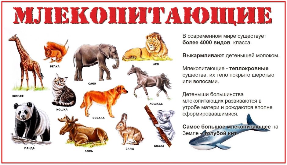 Млекопитающие список