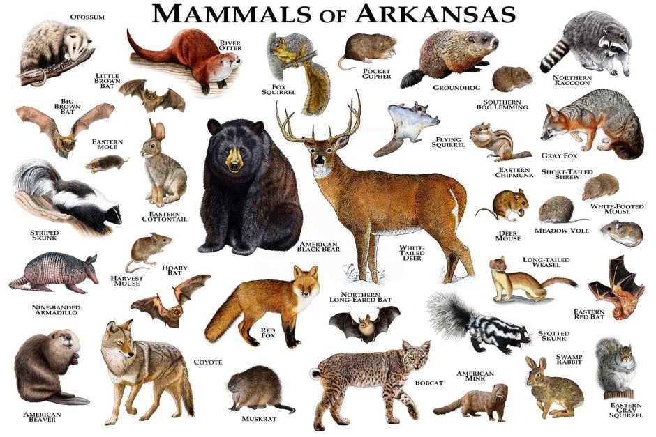 Arkansas animals