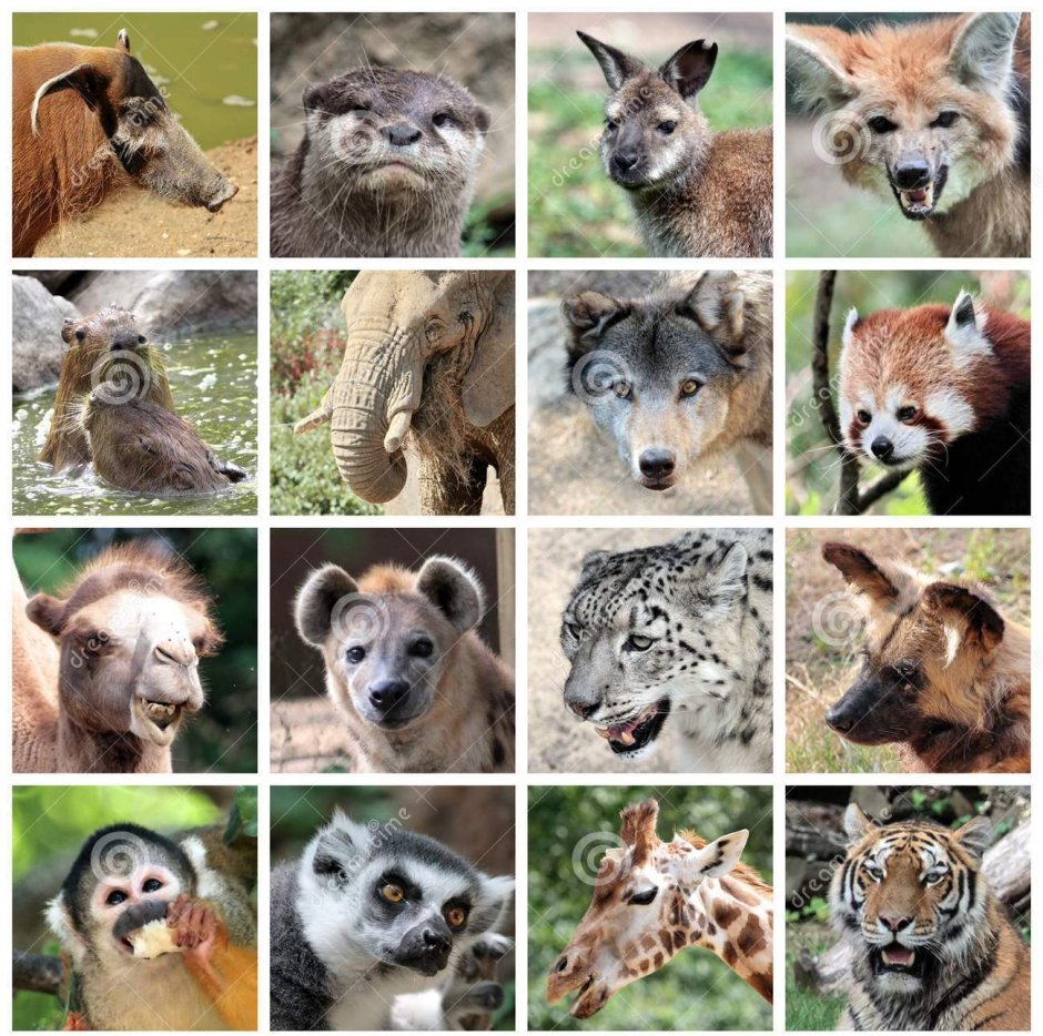 Млекопитающие коллаж