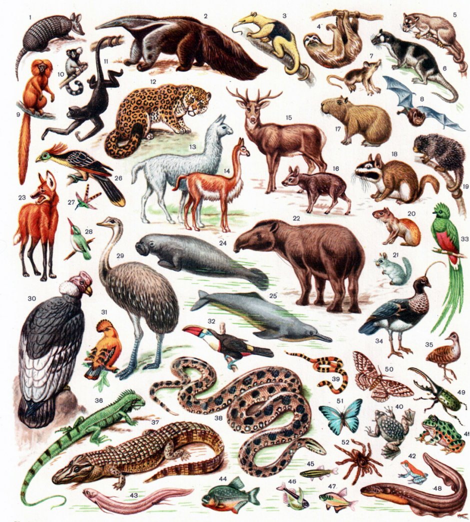 Флора и фауна Неотропической области