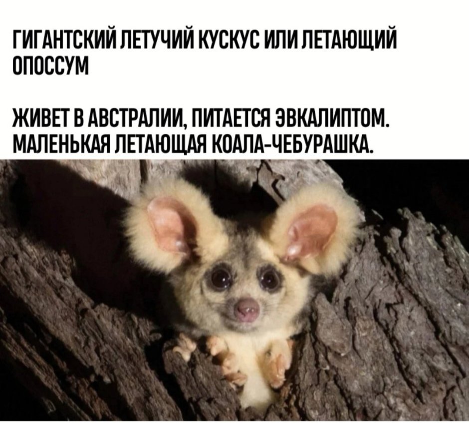 Австралийский Чебурашка