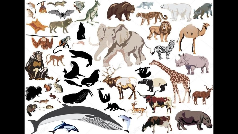 Млекопитающие для детей