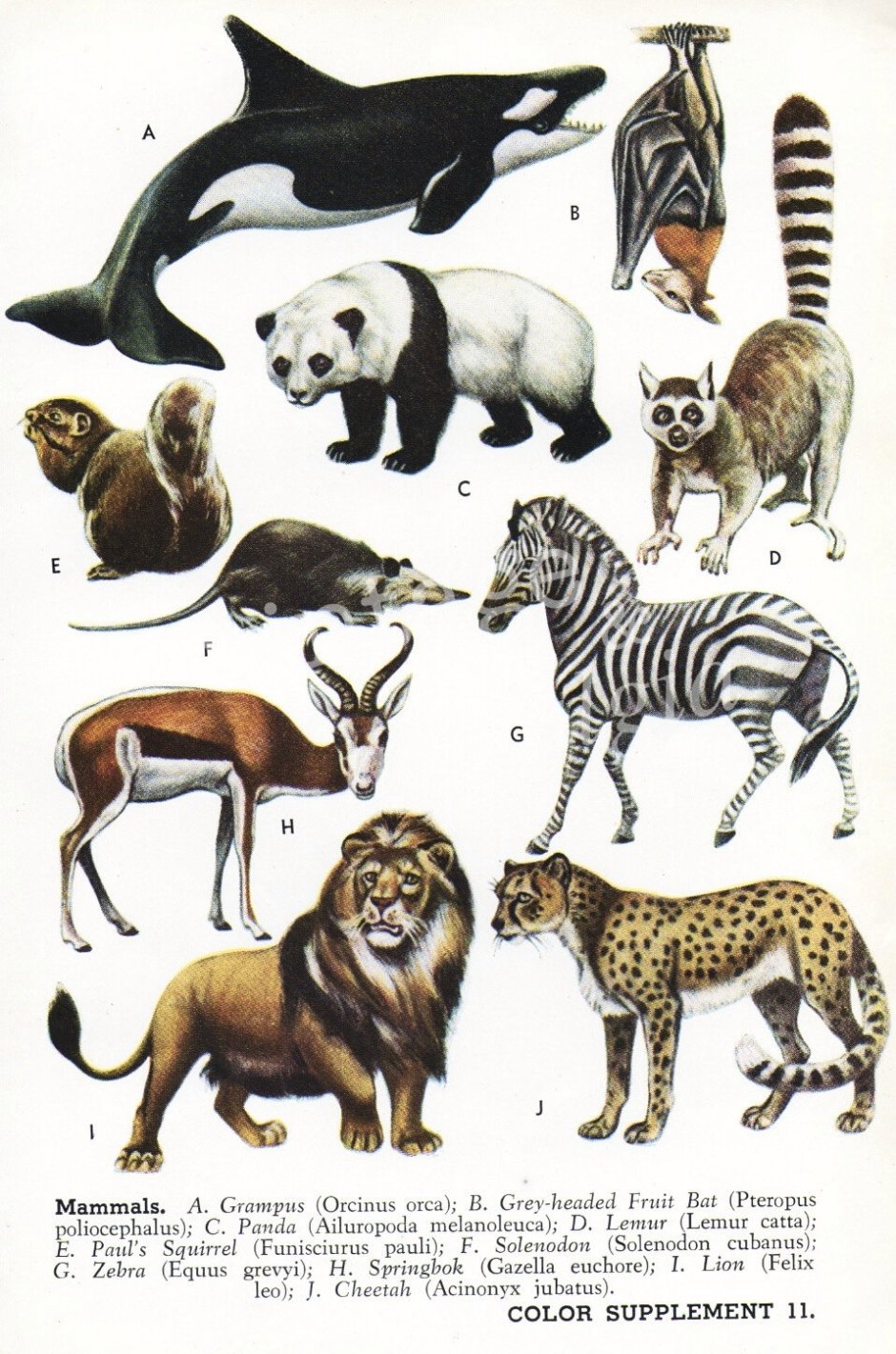 Млекопитающих животных