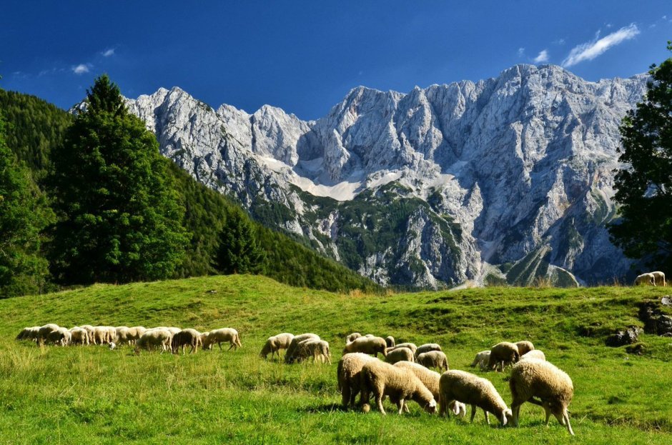 Альпийские Луга Швейцария бараны