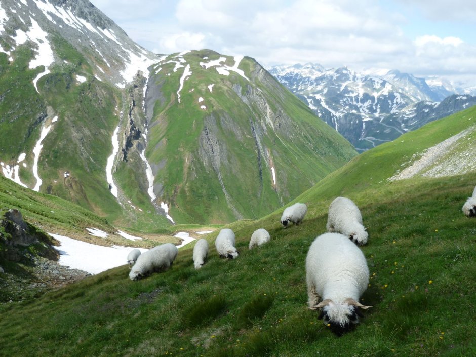 Альпийские Луга Швейцария бараны