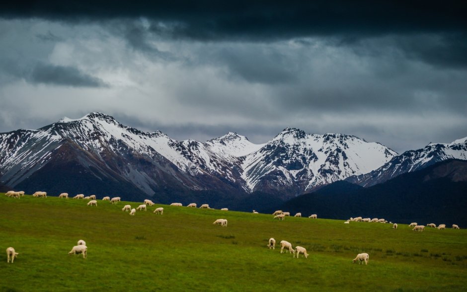 Швейцария овцы на лугу
