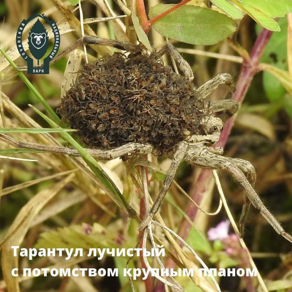 Тарантул Лучистый