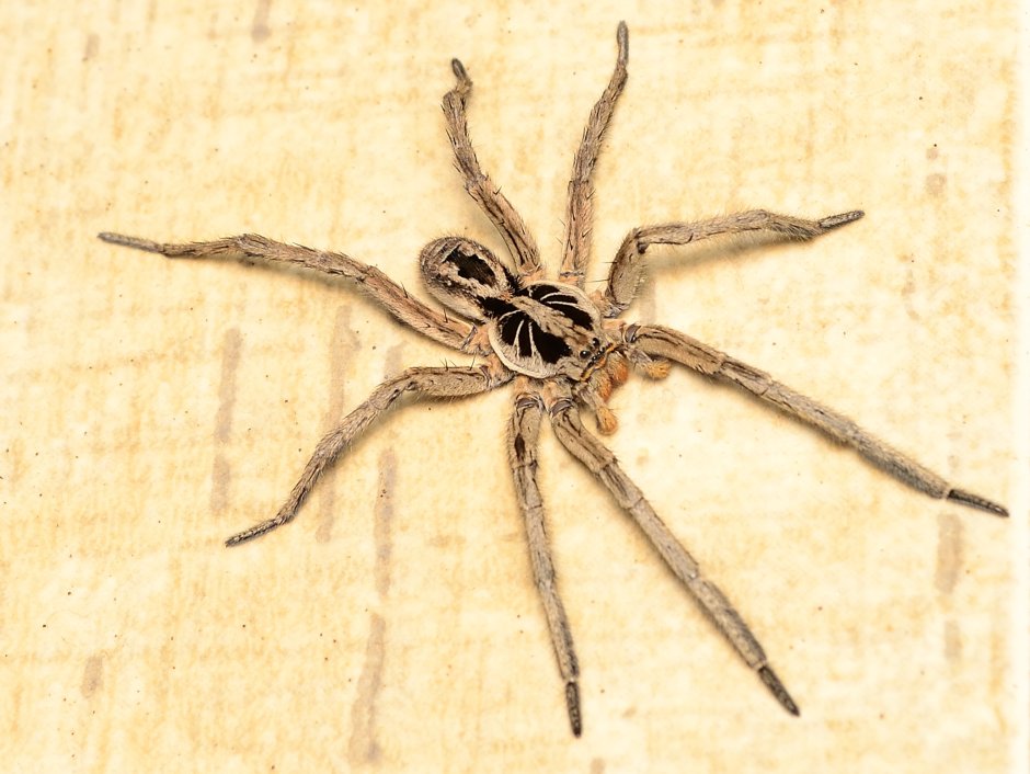 Hogna Radiata ( Тарантул, Лучистый Тарантул)