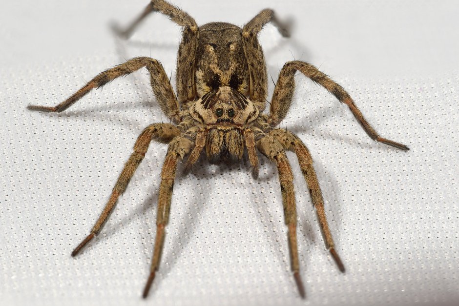 Hogna Radiata ( Тарантул, Лучистый Тарантул)