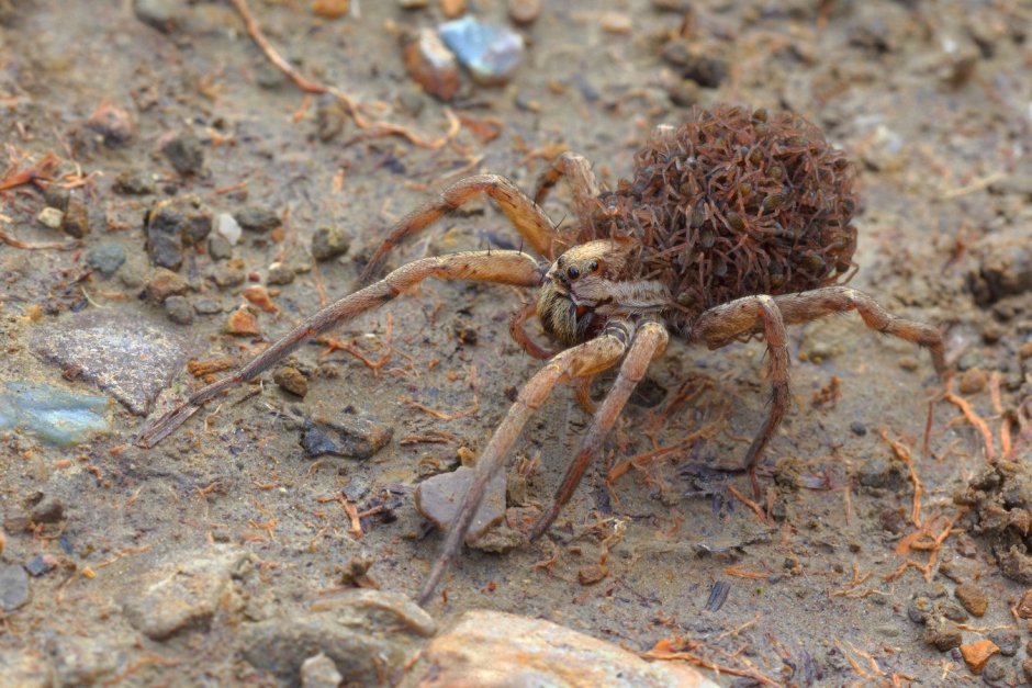 Hogna Radiata ( Тарантул, Лучистый Тарантул)