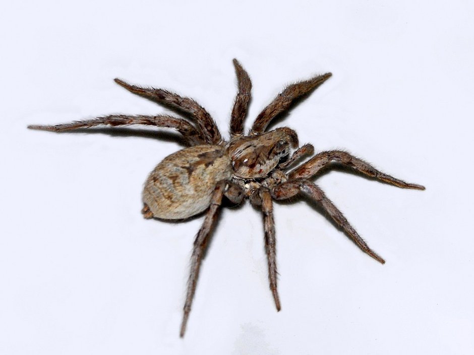 Тарантул Lycosa Narbonensis