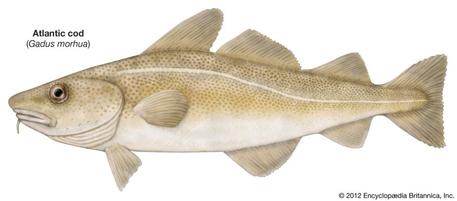 Треска gadus morhua
