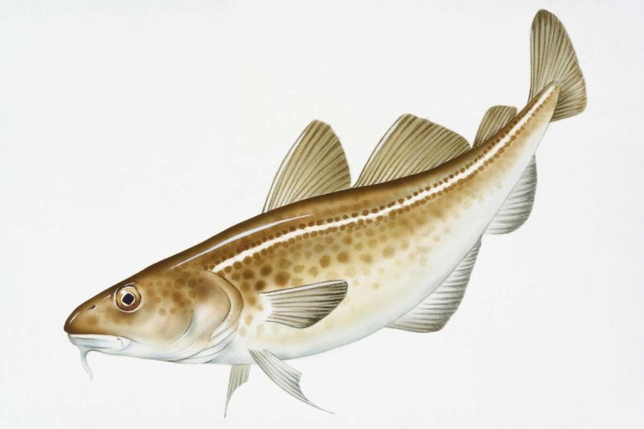 Gadus macrocephalus рыба