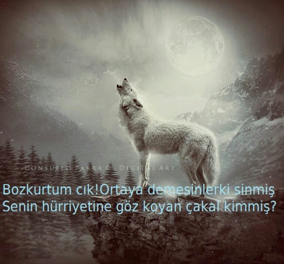 Белый волк на скале