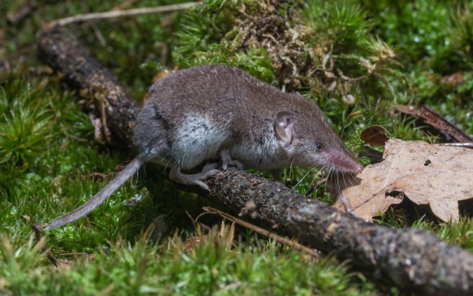 Neomys fodiens золото