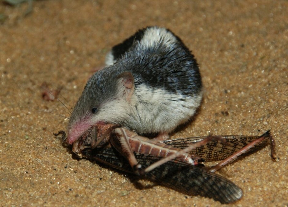 Crocidura Russula