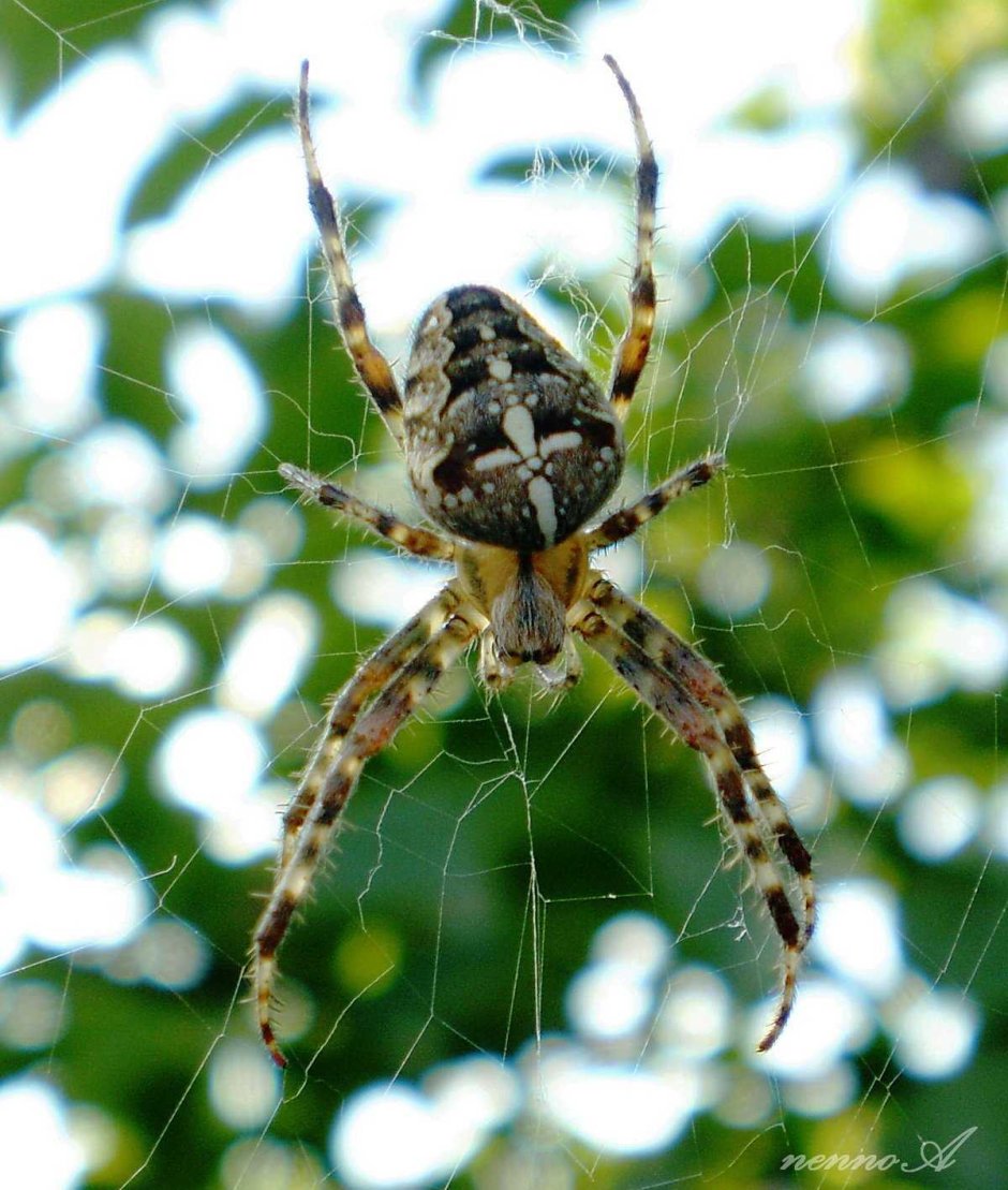 Паук крестовик Дальневосточный