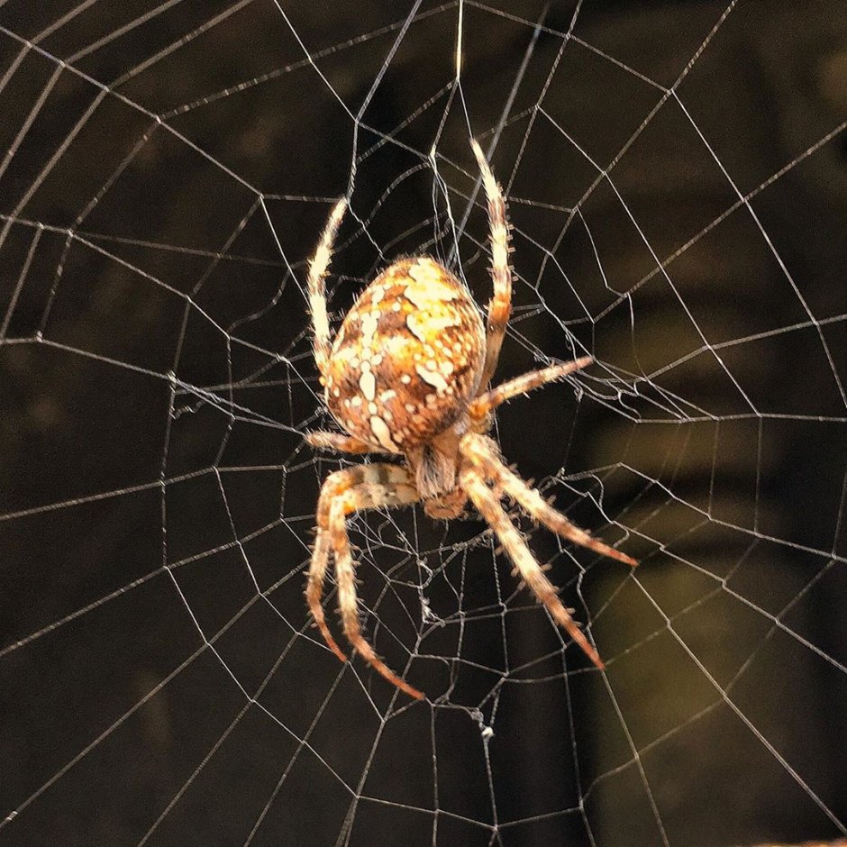 Araneus diadematus - крестовик