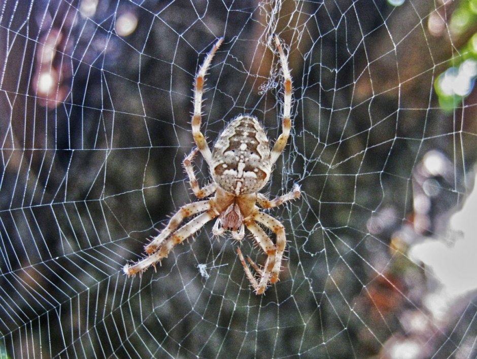 Паук крестовик