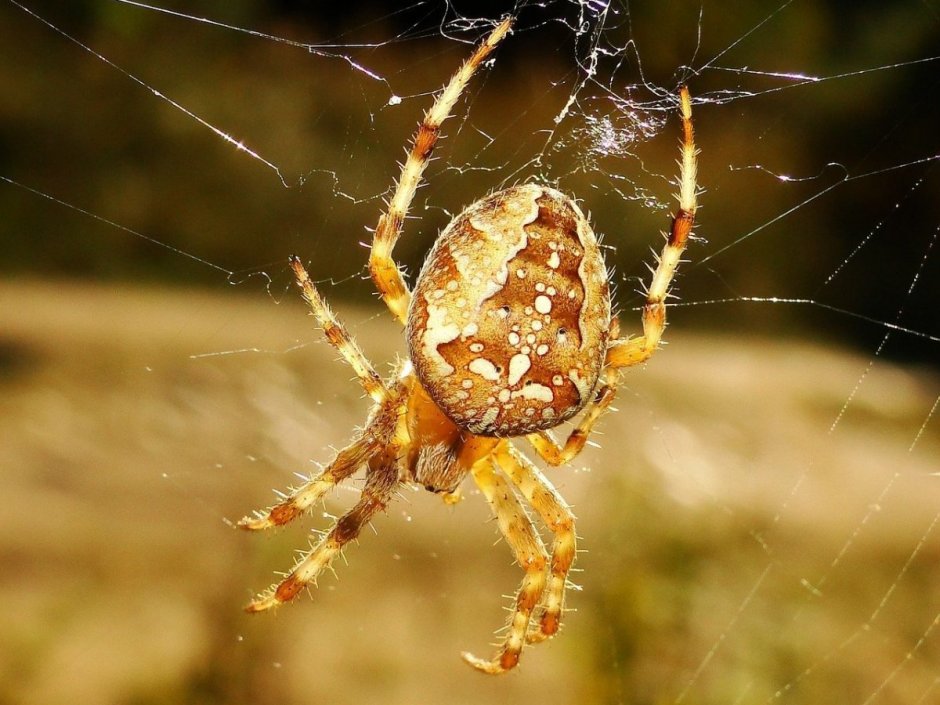 Паук крестовик Приморский