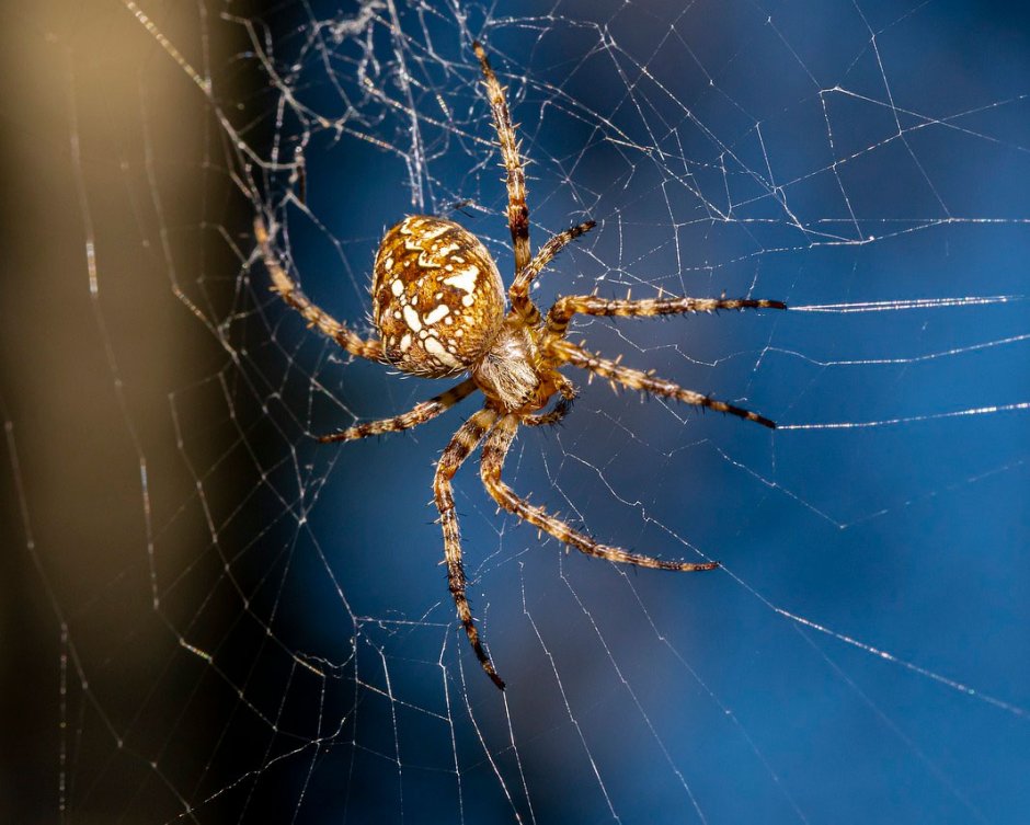 Ловчая сеть паука крестовика