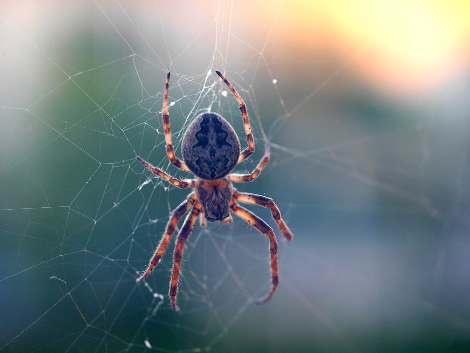 Паук крестовик