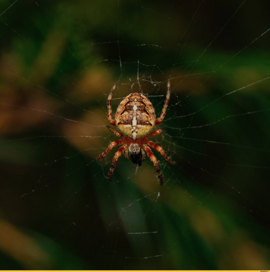 Южнорусский Тарантул крестовик