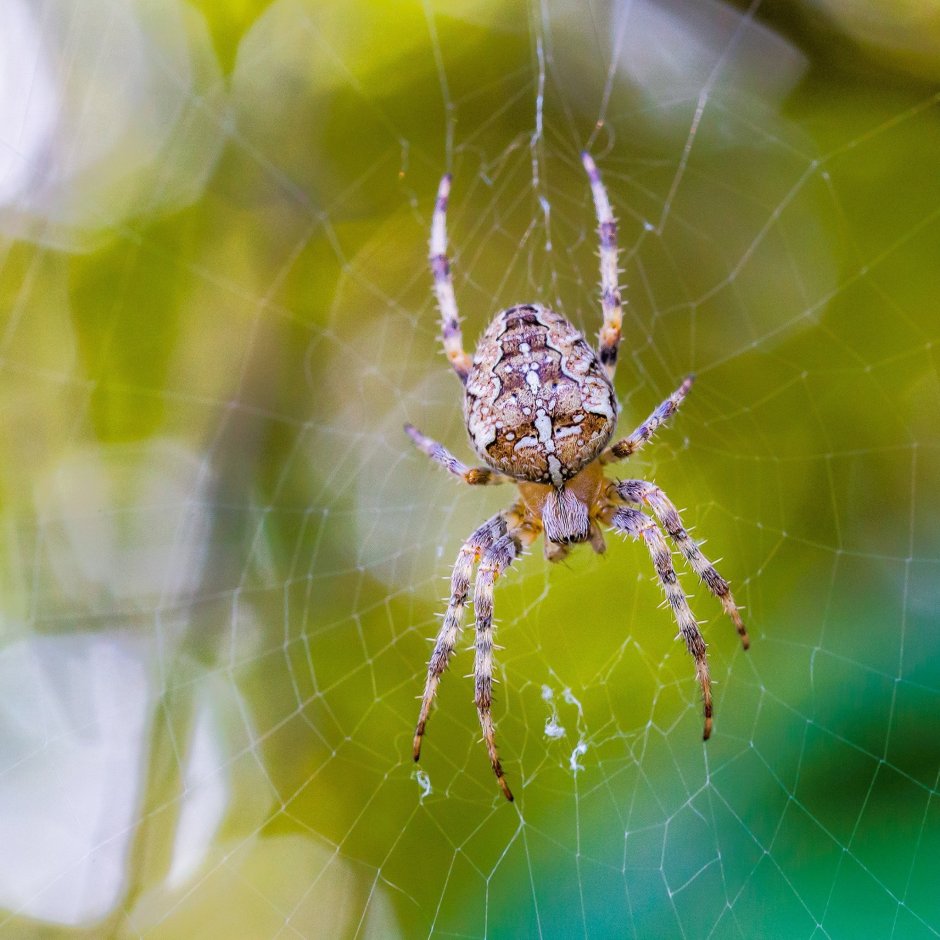 Паук Мизгирь крестовик