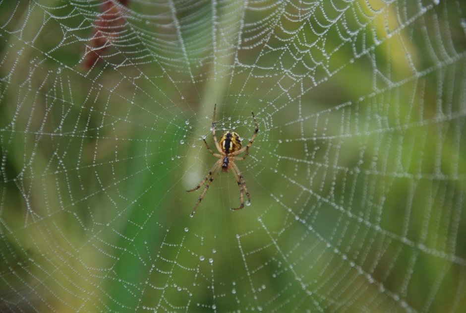 Araneus diadematus - крестовик