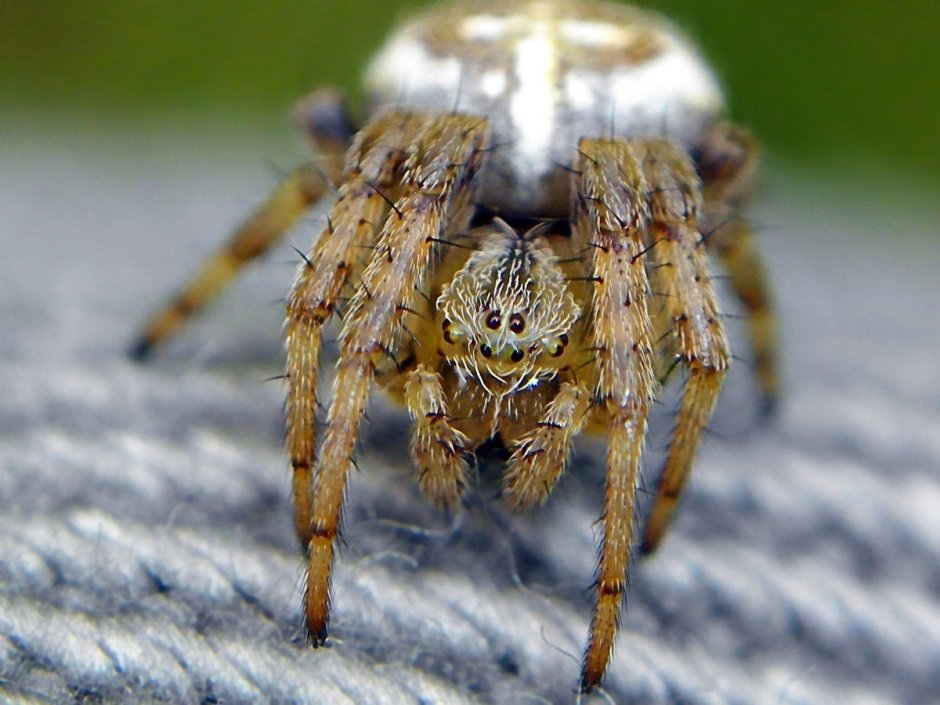 Мизгирь сенокосец