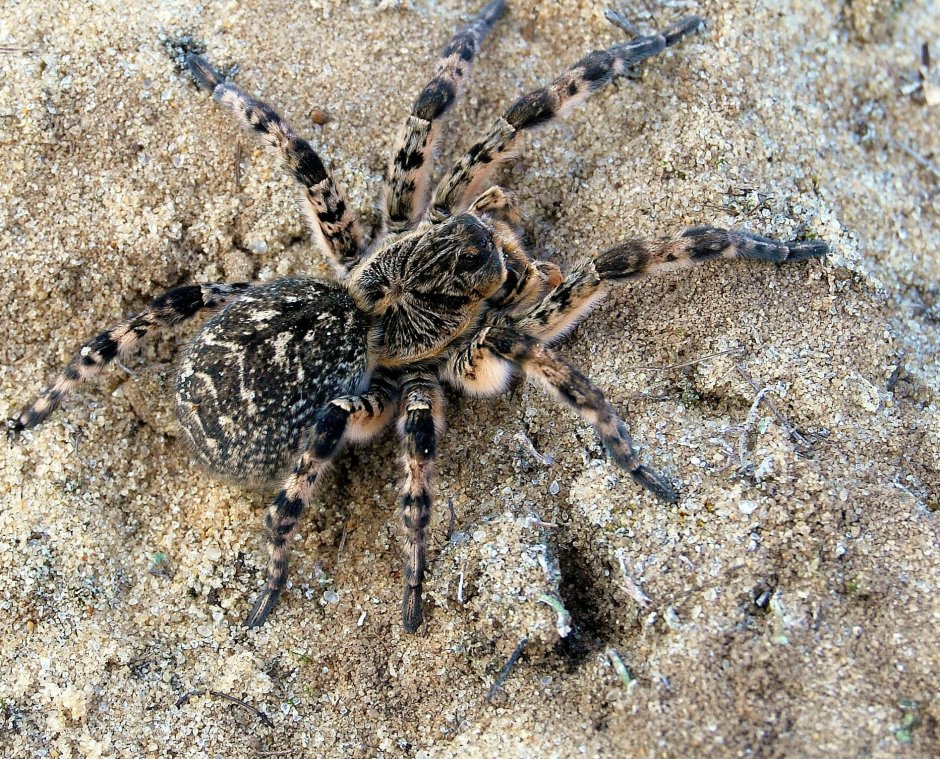 Паук крестовик