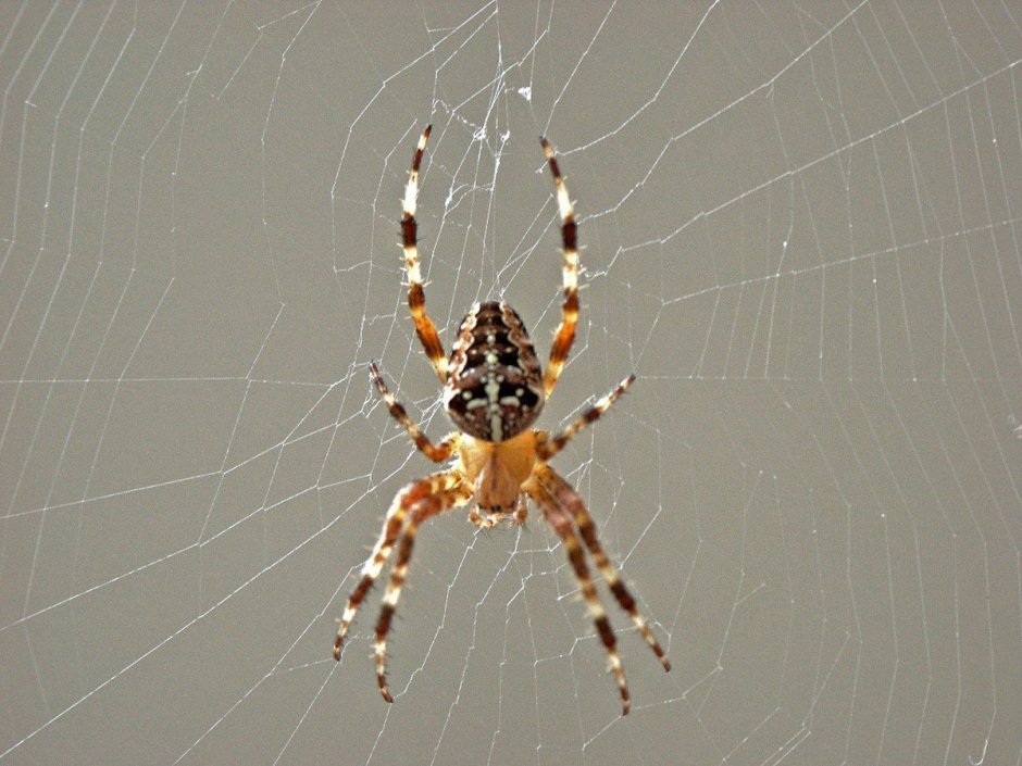 Паучок на паутине