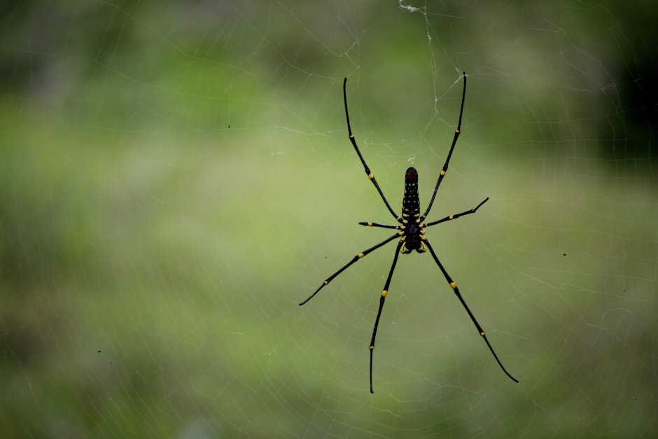 Мизгирь паутина