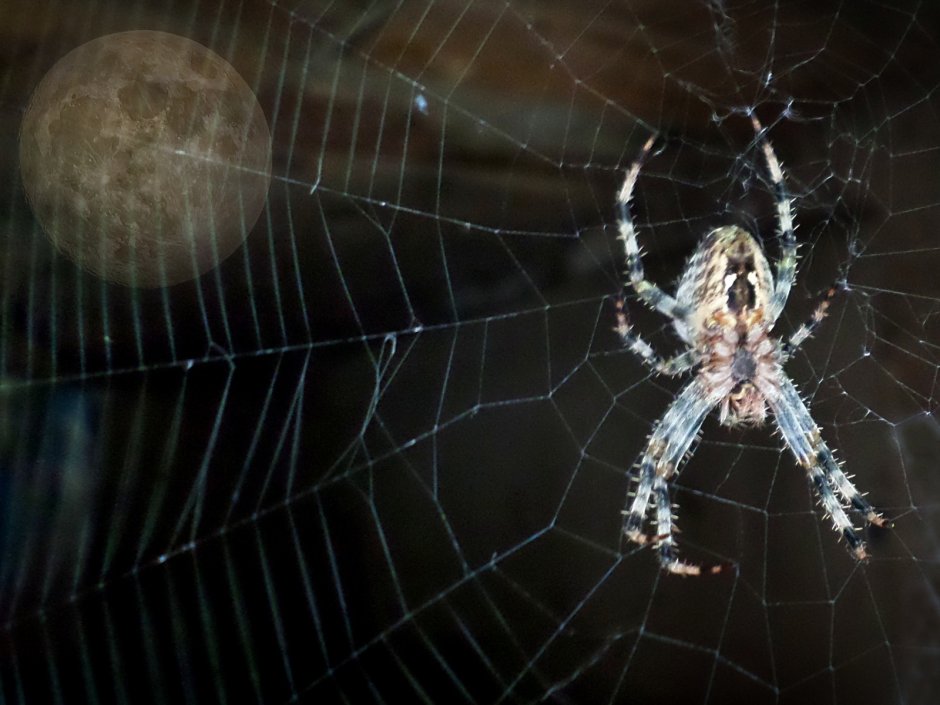 Мизгирь паук домашний