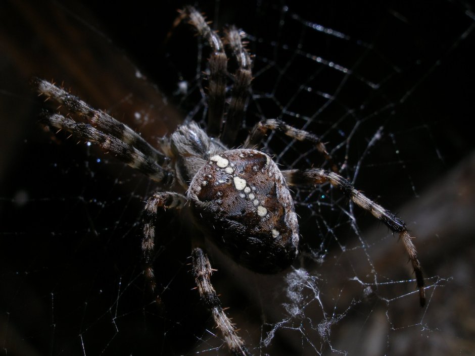 Паук Мизгирь крестовик