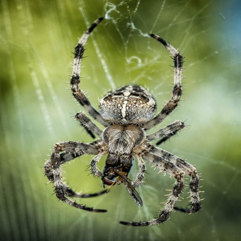 Паук крестовик Дальневосточный