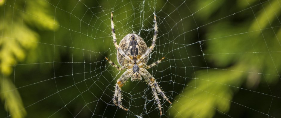 Мизгирь паутина