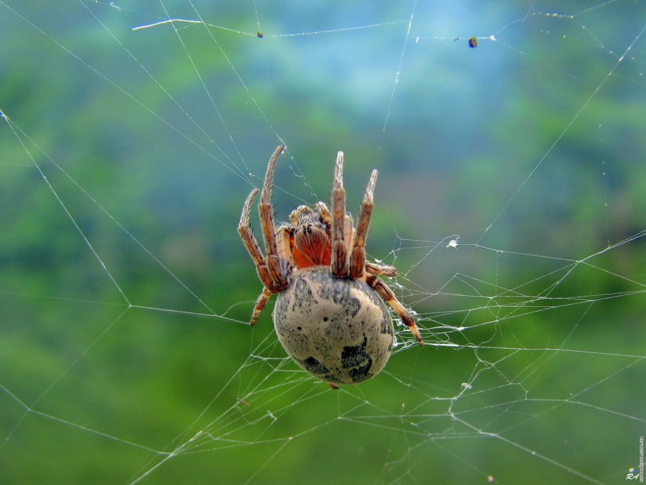 Пауки пизауриды
