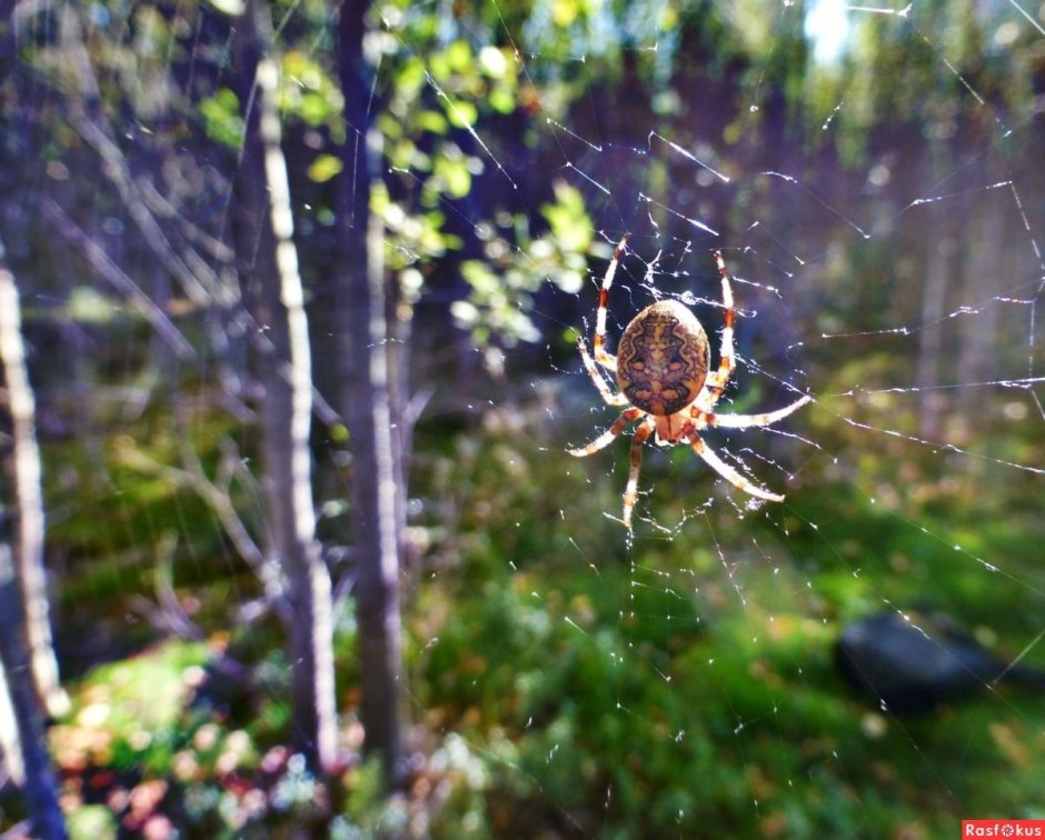 Паук Геркулес