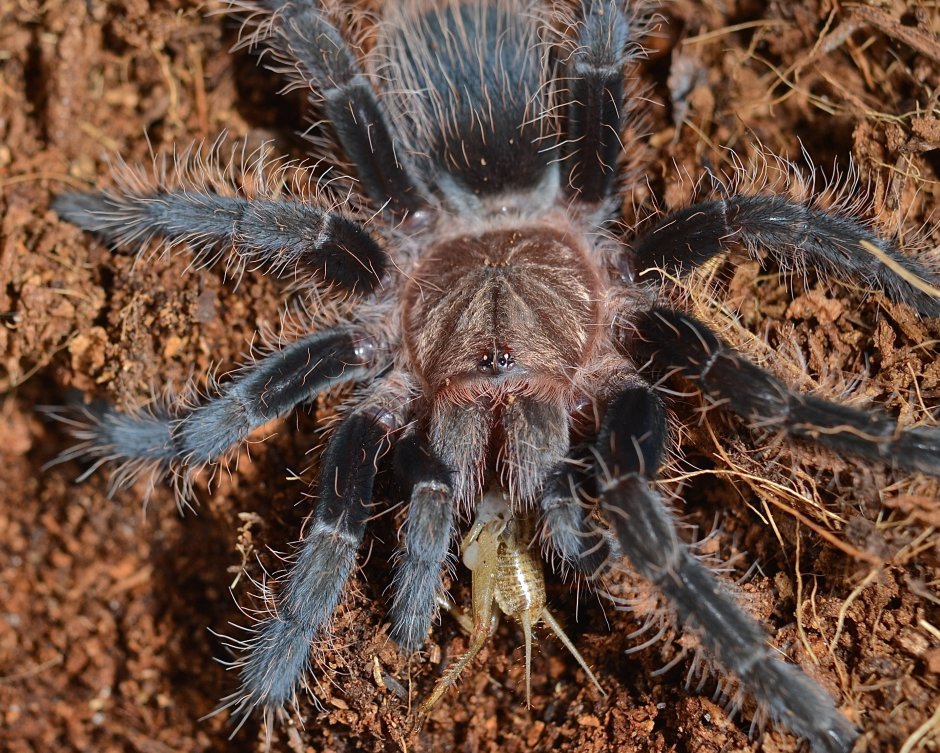 Южнорусский Тарантул крестовик
